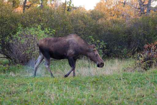 Moose wanders into Alaska hospital