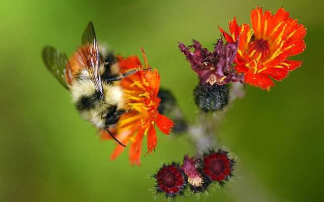 Alaska beekepers suspect pesticides in deaths of honeybees